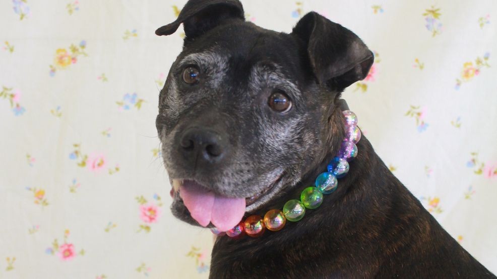 Eve, the dog at the center of May 2026 reporting about DAHS and Lynchburg Humane Society